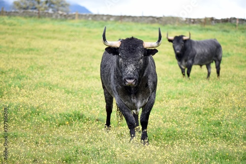 toro bravo en el campo