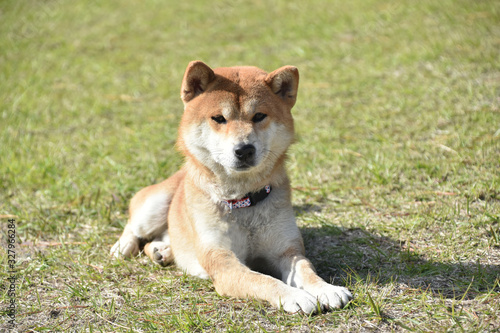 柴犬と芝生