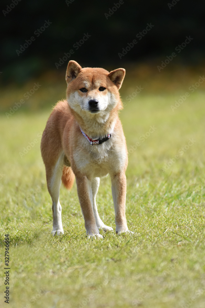 柴犬と芝生 柴犬と芝生