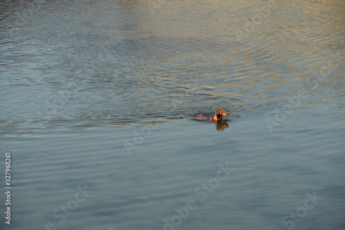 Tête de chien à la surface de l'eau .