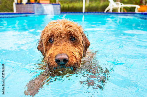 Mini goldendoodle swimming in pool