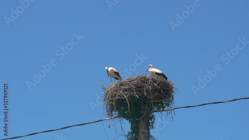 Beautiful shot of a young stork family spending a sunny spring day in their straw nest built on top of a wooden electricity pole. Parents look after the baby stork as they nest atop of a wooden column