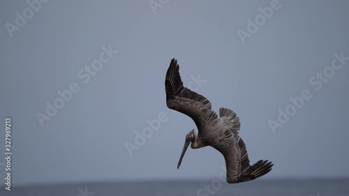 Pelican swoops down into Pacific ocean and takes off right away