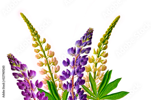 lupines beautiful flowers on a white background