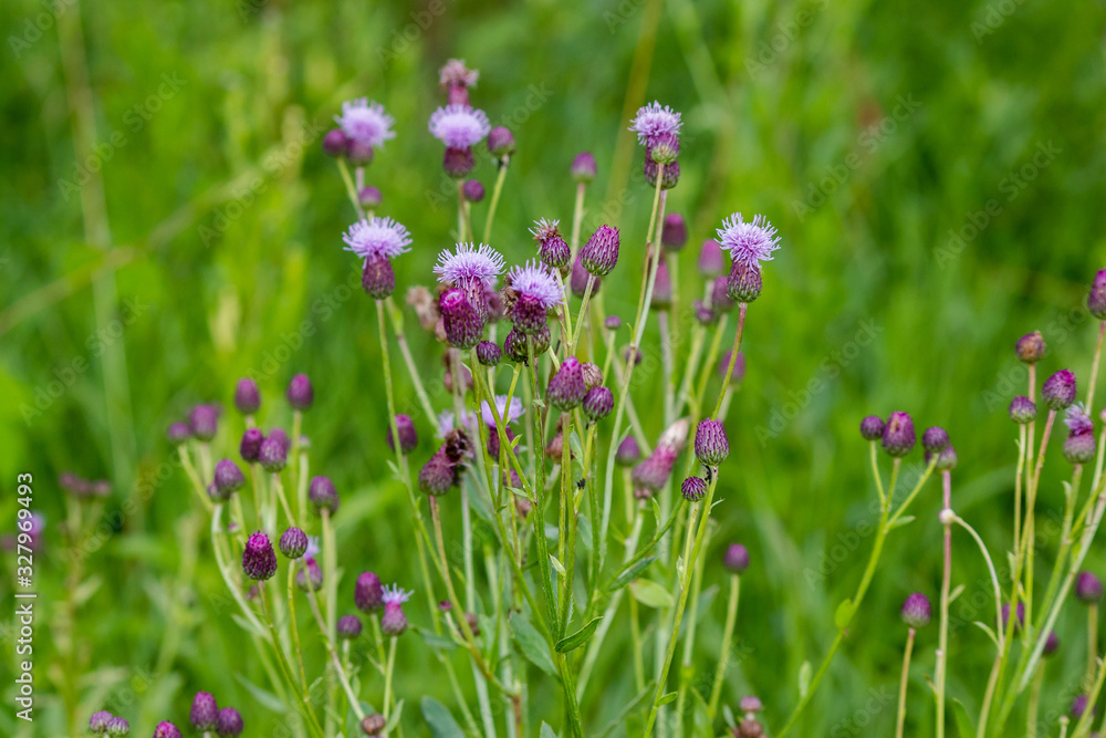 Blooming purple flowers of a wild plant Creeping thistle (Cirsium arvense) Blooming purple flowers of a wild plant Creeping thistle (Cirsium arvense)