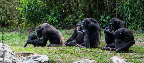 Εκτύπωση καμβά Chimpanzee
