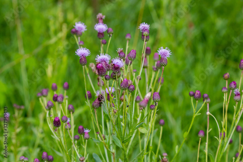 Blooming purple flowers of a wild plant Creeping thistle  Cirsium arvense 