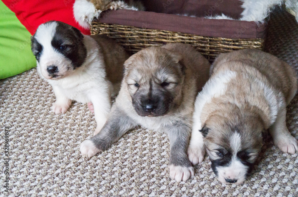 Alabai puppy. Thoroughbred fluffy pet. Alabai puppy. Thoroughbred fluffy pet.