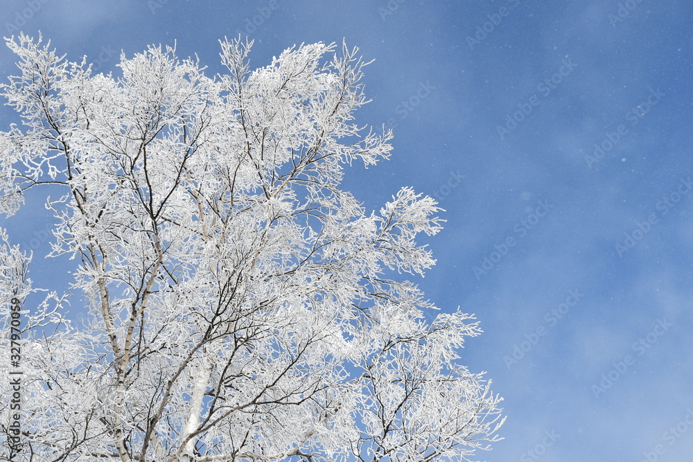 白樺の木と霧氷