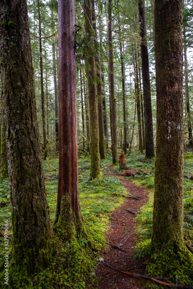 Fototapeta premium calm forest hiking path lined with moss