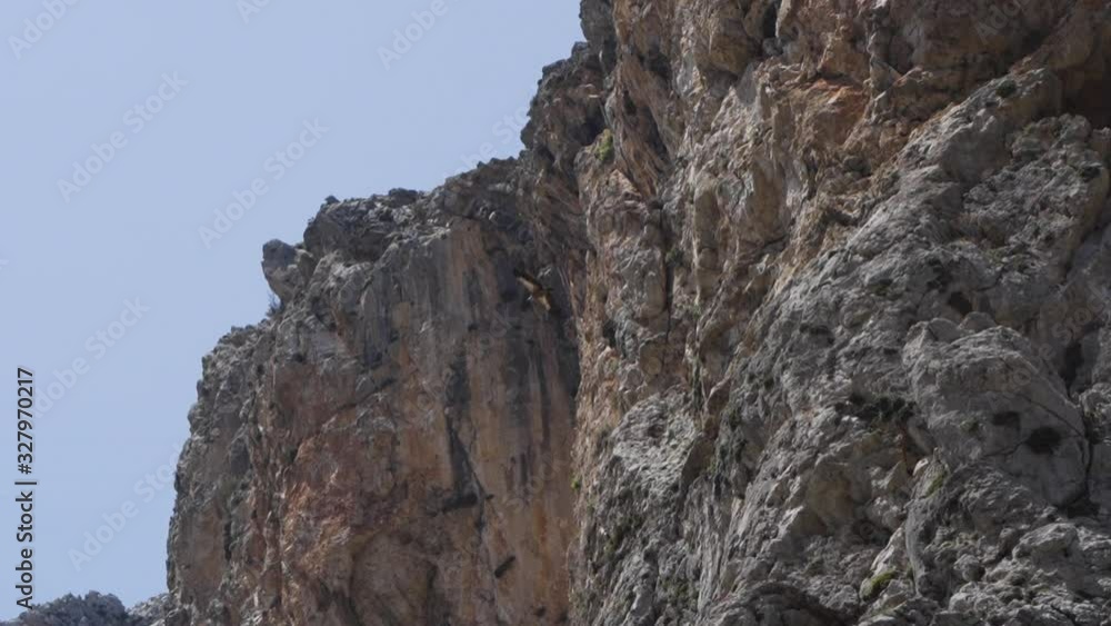 A bearded vulture soars against the backdrop of a mountain wall A bearded vulture soars against the backdrop of a mountain wall
