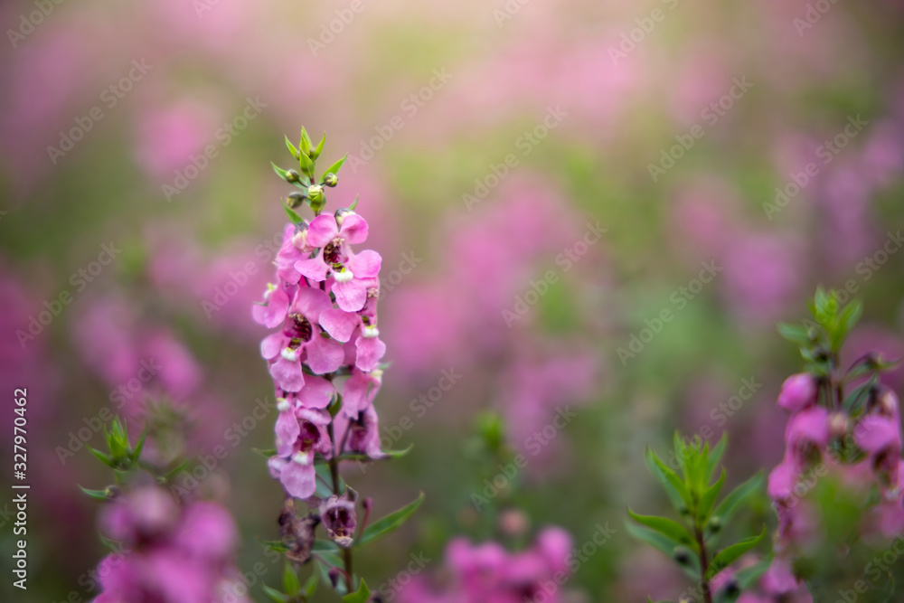 The background image of the colorful flowers The background image of the colorful flowers