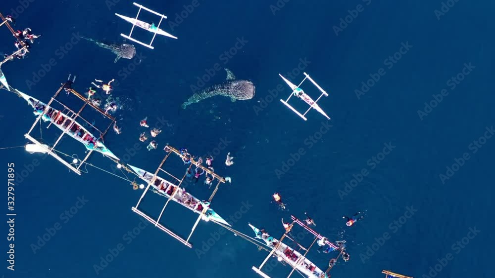 Aerial view Oslob Whale Shark Watching, Fishermen feed whale shark from boat for tourists are watching whale shark in the Oslob, Cebu Island, Philippines, 4K. Aerial view Oslob Whale Shark Watching, Fishermen feed whale shark from boat for tourists are watching whale shark in the Oslob, Cebu Island, Philippines, 4K.