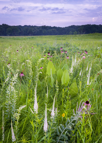 Dusk at a Midwest prairie, where culver's root and purple coneflowers mix with prairie dock and native prairie grasses in the summer prairie.  photo