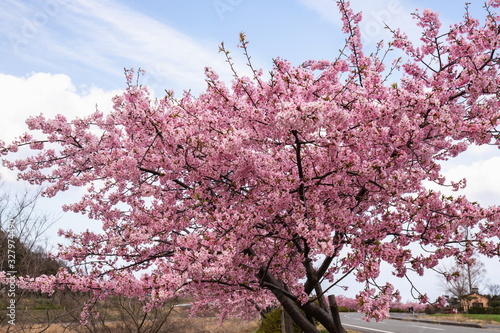 Blooming cherry tree , Kawazu-cherry blossoms ,Shikoku,Japan photo