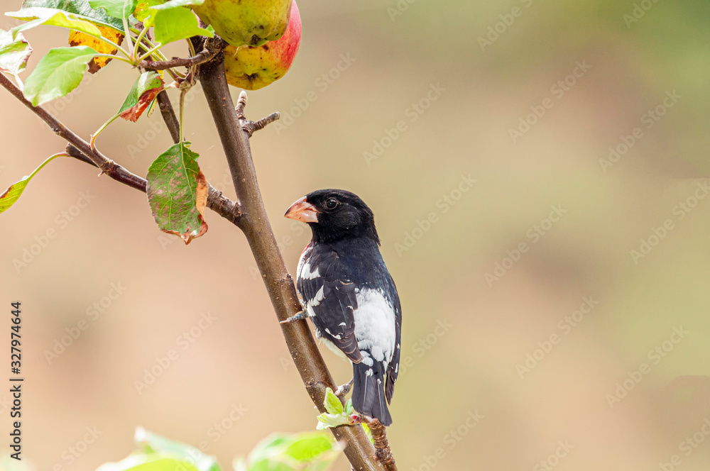Fototapeta premium Rose-breasted Grosbeak Pheucticus ludovicianus