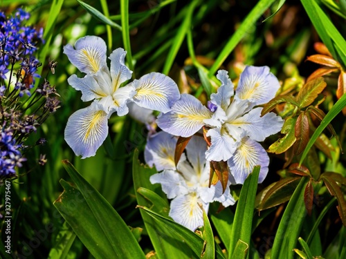 Multi-colored irises photo