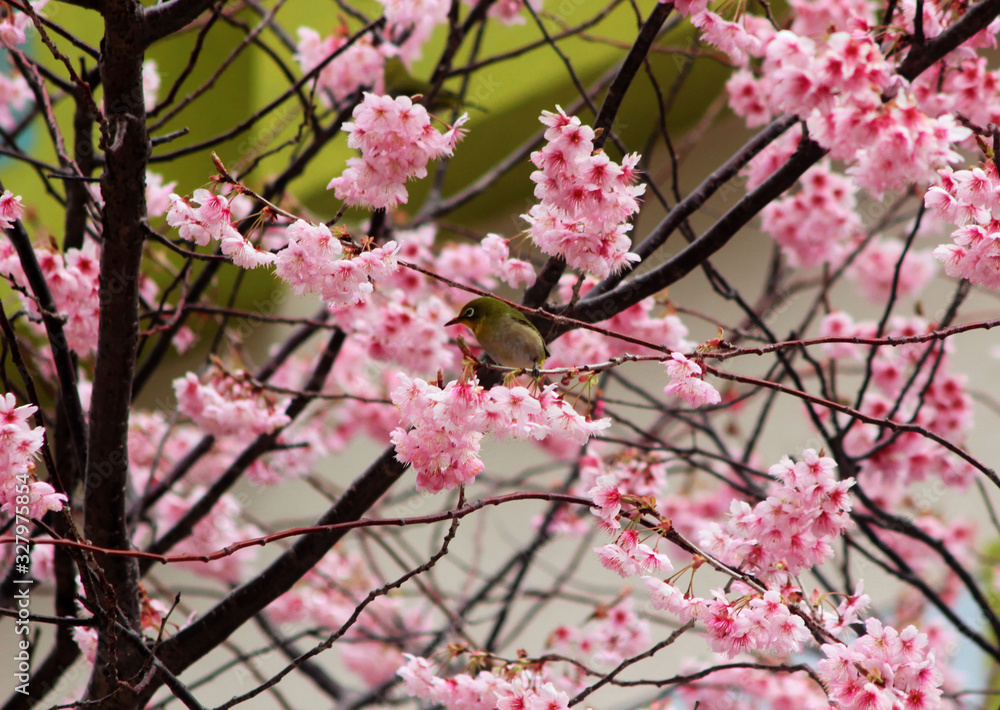 Cherry Blossom Blooming and Dongbaksae Camelia bird in Busan, South Korea, Asia Cherry Blossom Blooming and Dongbaksae Camelia bird in Busan, South Korea, Asia