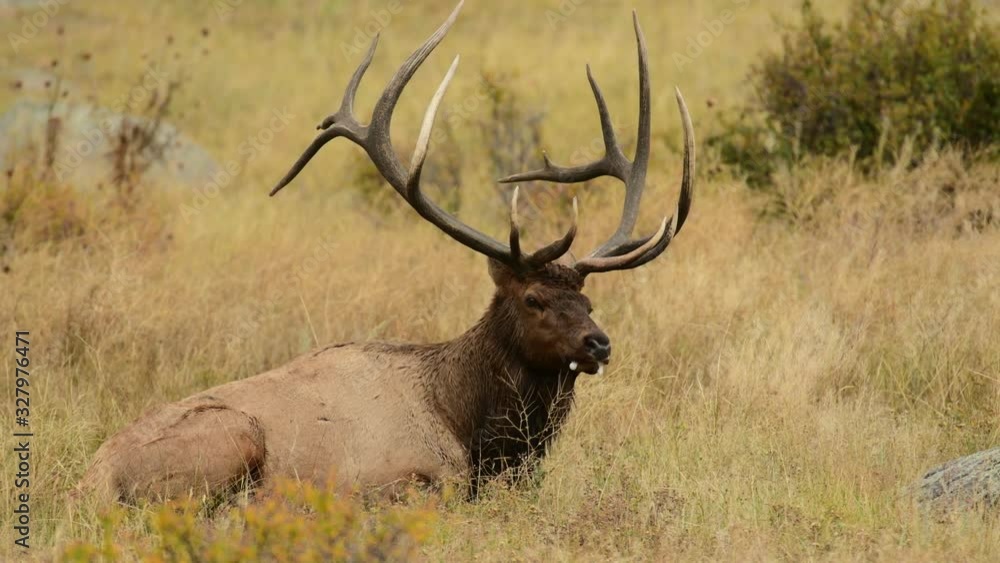 Bull Elk in the Rocky Mountains during the annual rut Bull Elk in the Rocky Mountains during the annual rut