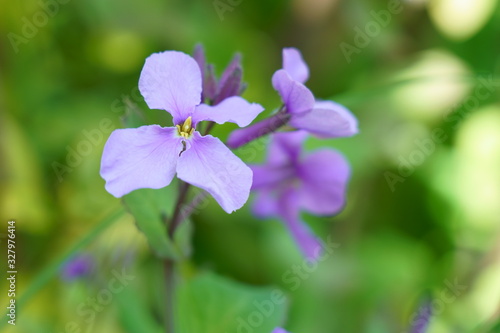オオアラセイトウの紫色の淡い花が咲く