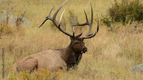 Wallpaper Mural Bull Elk in the Rocky Mountains during the annual rut Torontodigital.ca