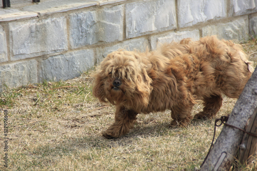 Fototapeta premium Abandoned teddy dog running on the lawn