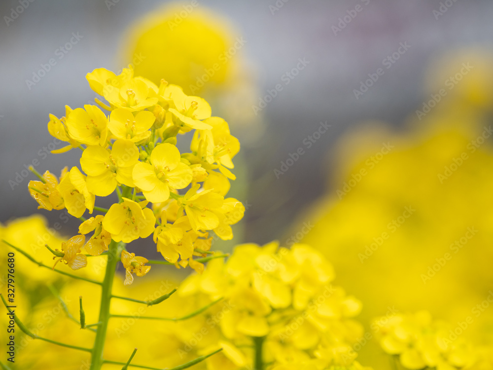 菜の花 菜の花
