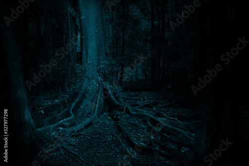 Dark Moody Tree forest scene