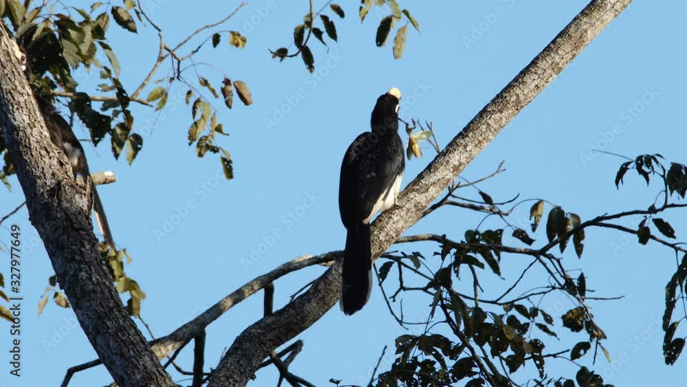 Oriental pied Hornbill sitting on a tree at sunset in Khao Yai National park Thailand Oriental pied Hornbill sitting on a tree at sunset in Khao Yai National park Thailand