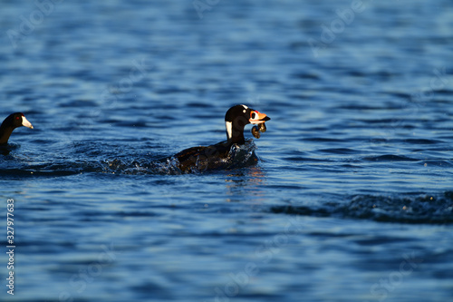 A Surf Scoter with Lunch in Bill