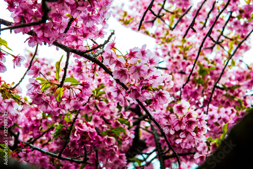 河津桜