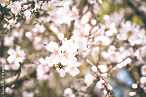 Almond Tree Blossoming