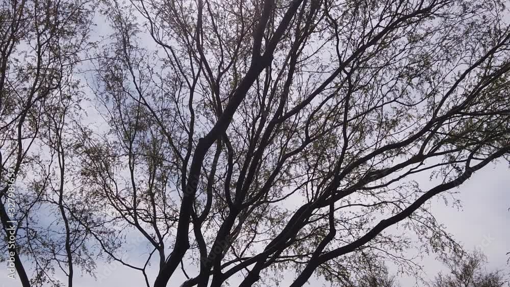 Tilt-down through the leaves and branches to the multiple trunks of a Mesquite tree, Apache Wash, Trailhead, Sonoran Preserve, Phoenix, Arizona Tilt-down through the leaves and branches to the multiple trunks of a Mesquite tree, Apache Wash, Trailhead, Sonoran Preserve, Phoenix, Arizona
