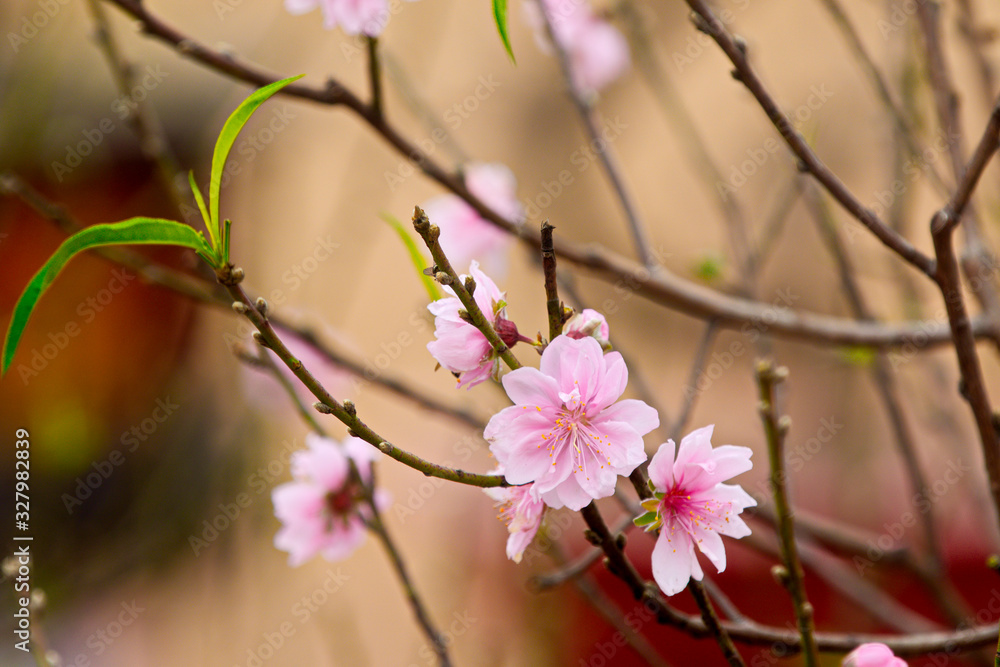 Peach blossoms in early Spring Peach blossoms in early Spring