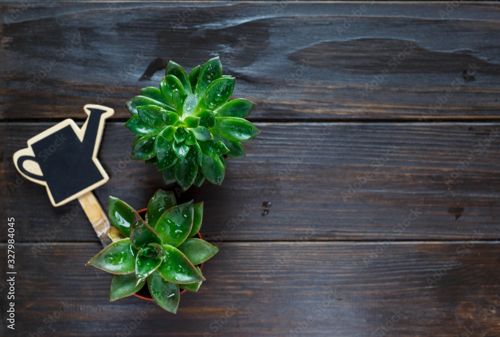 Young plants in pots, shovel, green gloves for pottering on brown wooden table. Close up plants. Spring, nature background. Young plants in pots, shovel, green gloves for pottering on brown wooden table. Close up plants. Spring, nature background.