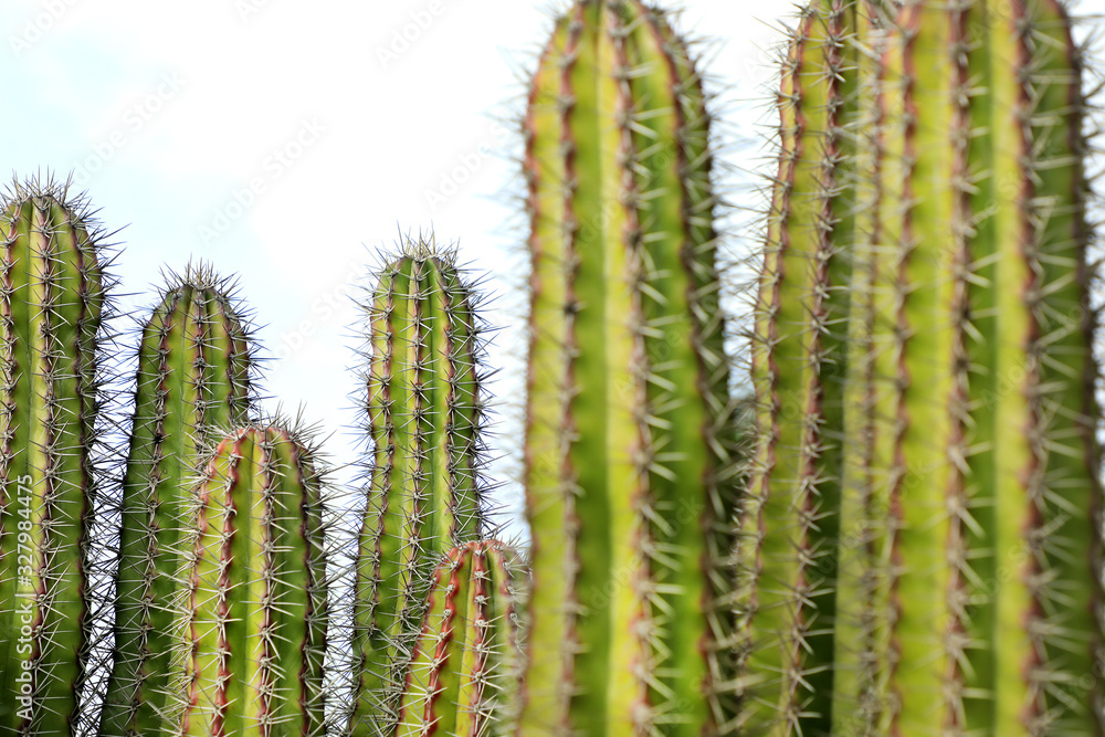 group of textured surface of green cactus flower in Aruba island group of textured surface of green cactus flower in Aruba island