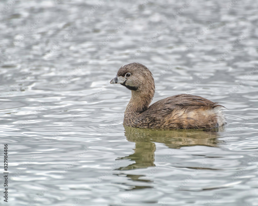 Pied-billed Grebe (Podilymbus podiceps) Sepulveda Basin Wildlife Reserve, Van Nuys, CA, USA. Pied-billed Grebe (Podilymbus podiceps) Sepulveda Basin Wildlife Reserve, Van Nuys, CA, USA.