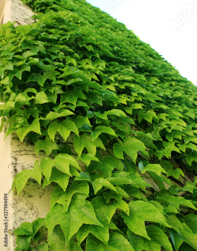 ivy on the wall, ivied wall, covered with ivy