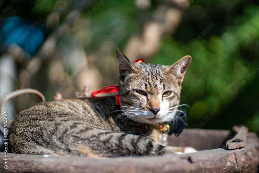 Portrait of striped cat resting on wooden tray, close up Thai cat