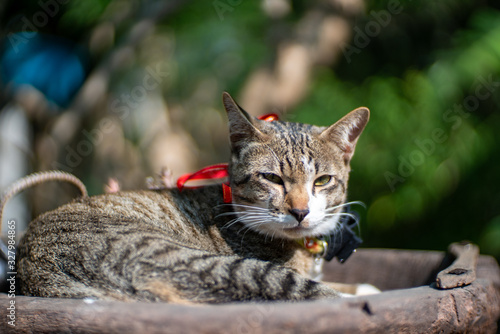 Portrait of striped cat resting on wooden tray, close up Thai cat © Patara
