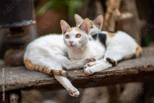 Portrait of two white cats with spot on the wood, close up Thai cat