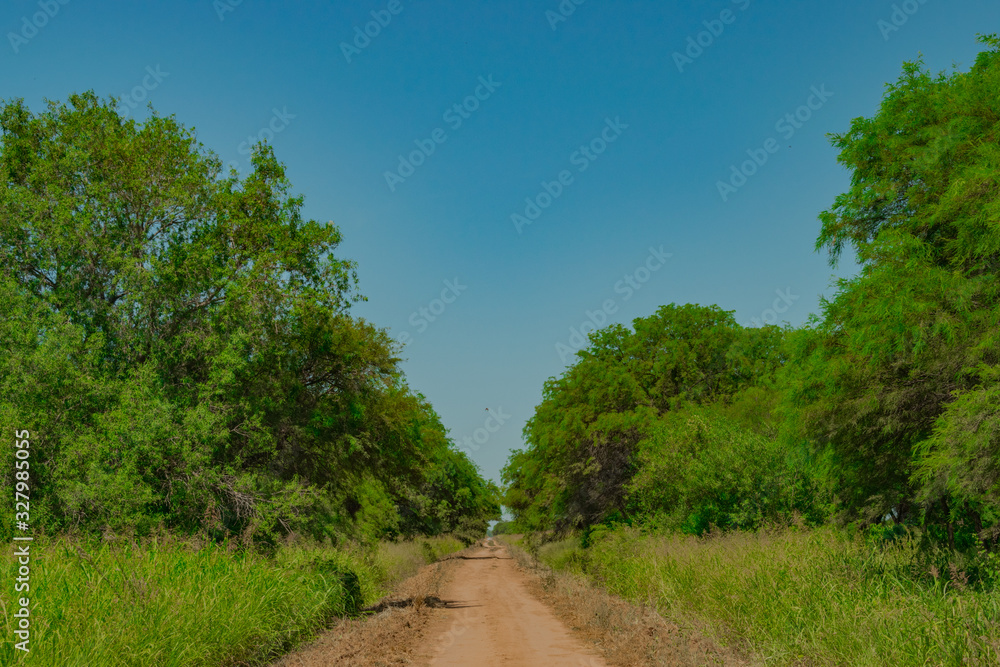 Caminos Rurales con Arboledas - Castelli - Chaco - Argentina