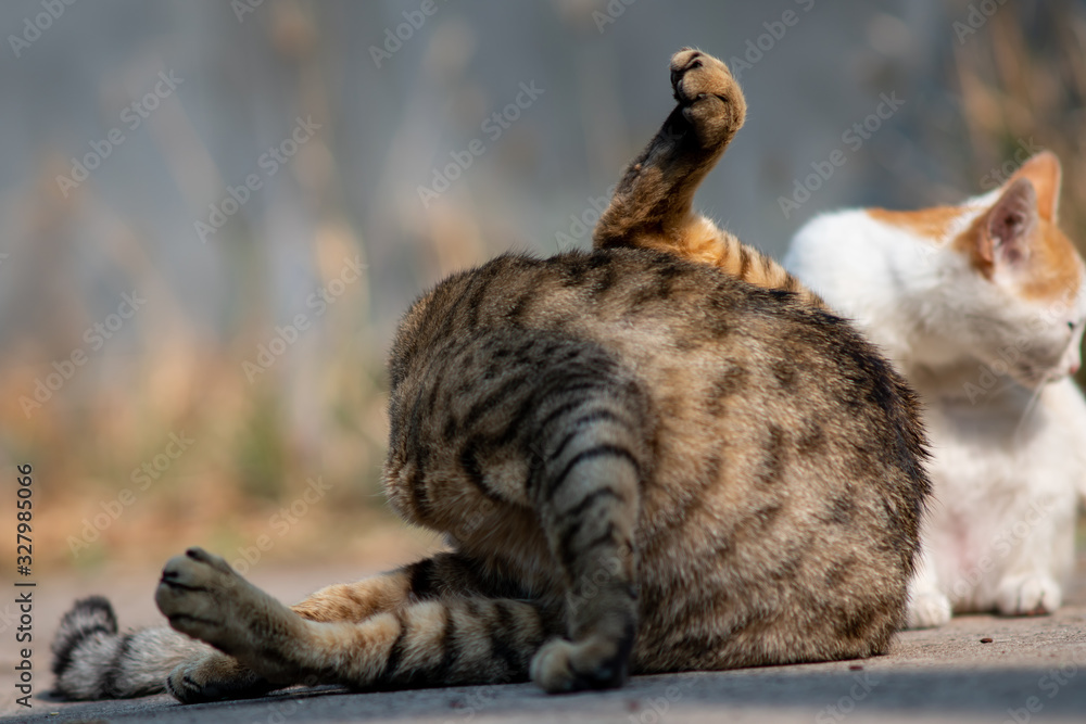 Obraz premium Portrait of cat licking itself for cleaning, close up Thai cat licking itself