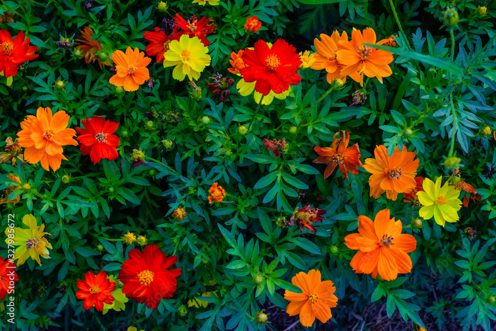 colorful flowers in the garden colorful flowers in the garden