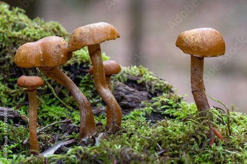 mushroom in the forest with green moss