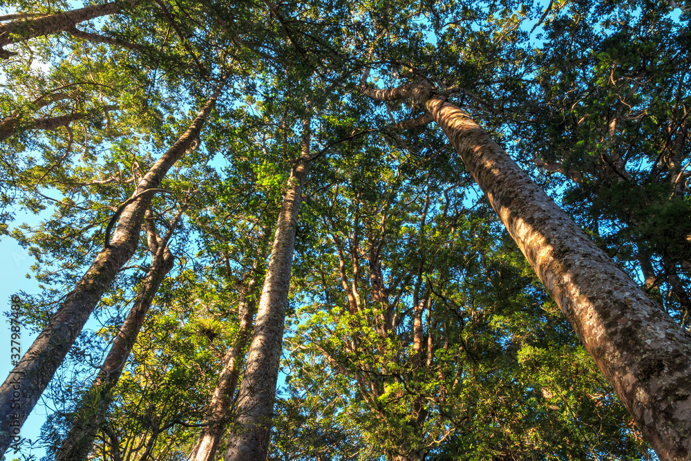 Fototapeta premium A forest of native kauri trees in Northland, New Zealand