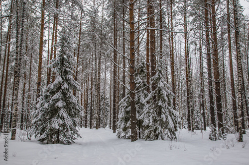 beautiful pine forest covered with snow