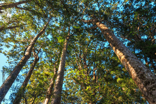 A forest of native kauri trees in Northland, New Zealand photo