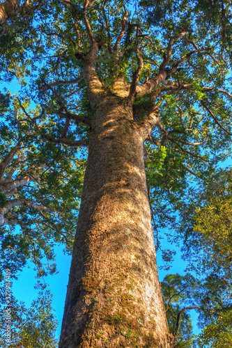 A towering kauri tree in Waipoua Forest, Northland, New Zealand photo