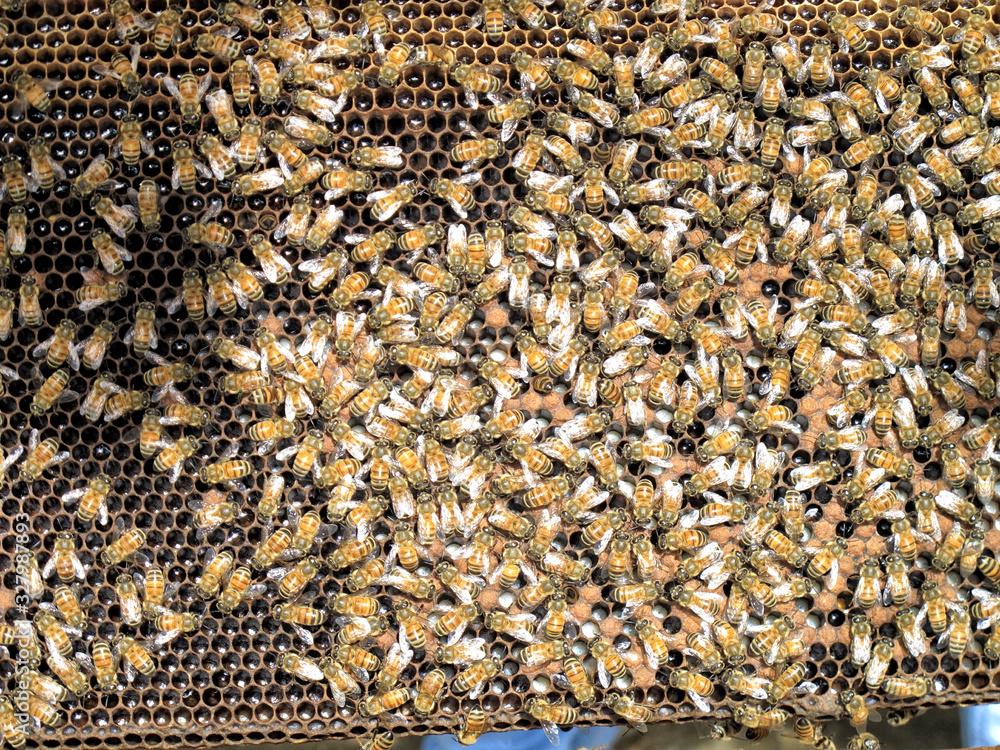 Close up group of honeybees on honeycomb in sunny garden Close up group of honeybees on honeycomb in sunny garden